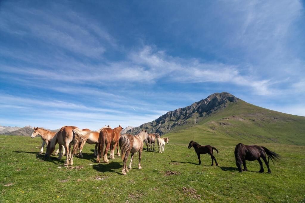 A group of horses grazing in a grassy field with a mountain in the background.