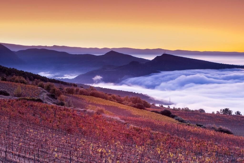 A vineyard with rows of grapevines and a mountainous backdrop.