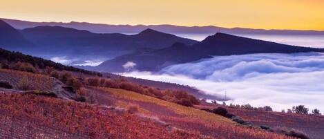A vineyard with rows of grapevines and a mountainous backdrop.