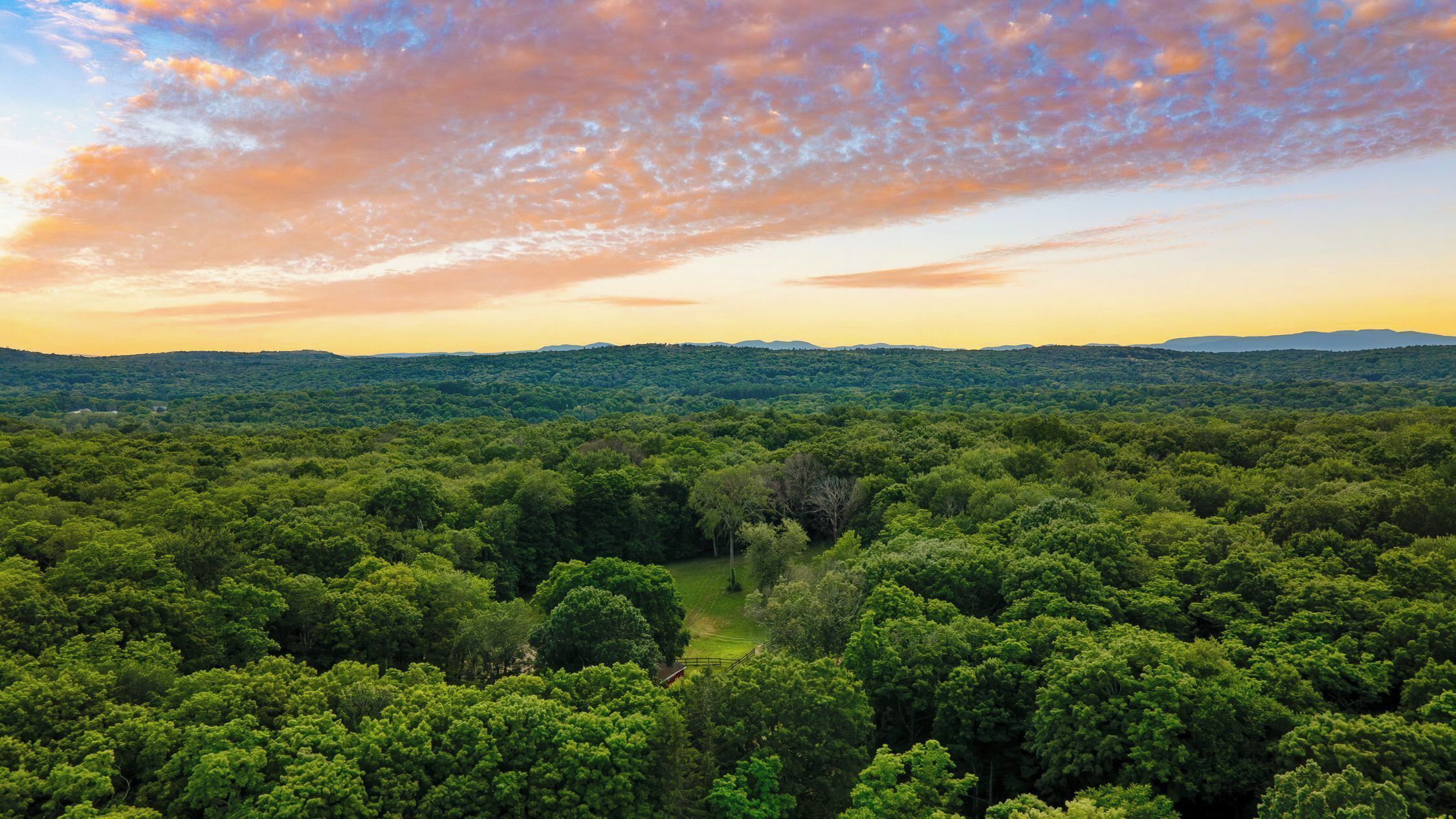 A dense forest with a clear sky and distant mountains.