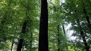 Un grand arbre aux feuilles vertes et denses.