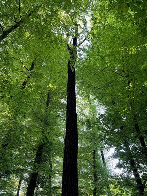 Un grand arbre aux feuilles vertes et denses.