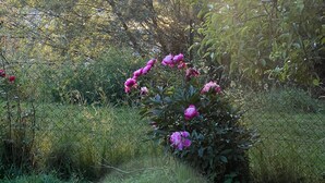 Un jardin où s’épanouit une grande variété de plantes et de fleurs, dont des fleurs roses, sous un ciel dégagé.