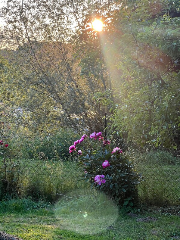 Un jardin où s’épanouit une grande variété de plantes et de fleurs, dont des fleurs roses, sous un ciel dégagé.