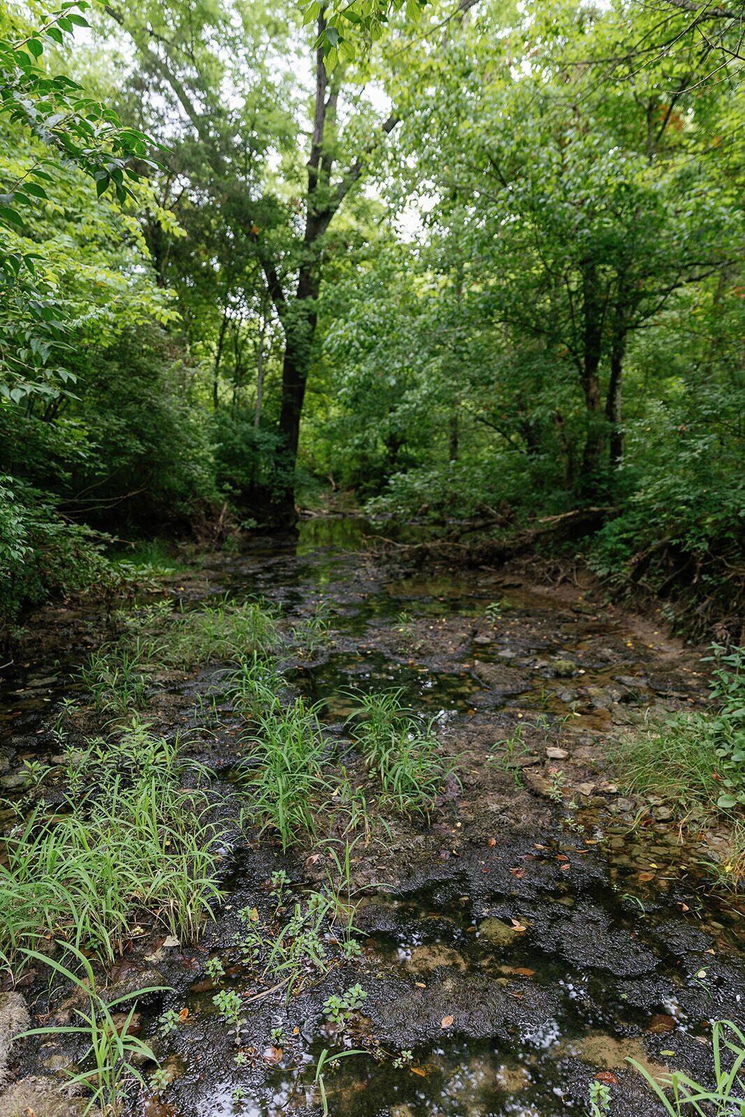 A natural forested area with a stream and wetland vegetation.