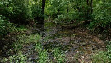 A natural forested area with a stream and wetland vegetation.