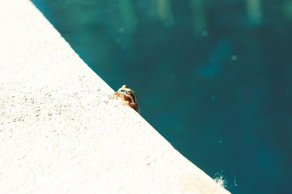 A frog on a concrete edge near a body of water.
