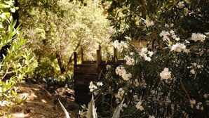A garden with a variety of plants and trees, including a prominent agave plant in the foreground.