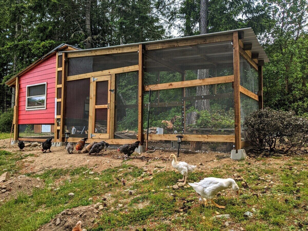 A red chicken coop with a wooden structure and mesh windows, surrounded by a grassy area with chickens and a duck.