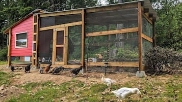 A red chicken coop with a wooden structure and mesh windows, surrounded by a grassy area with chickens and a duck.