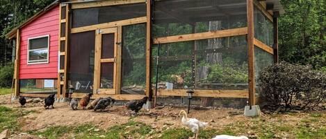 Un poulailler rouge, doté d’une structure en bois et de fenêtres en treillis métallique, entouré d’une zone herbeuse où se trouvent des poules et un canard.