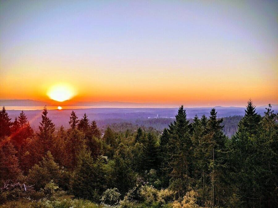 A forested landscape with a sunset.