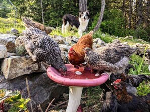 A group of chickens and a dog drinking from a pink birdbath in a garden setting. - Mountain House of Wonder (Qualicum Beach)
