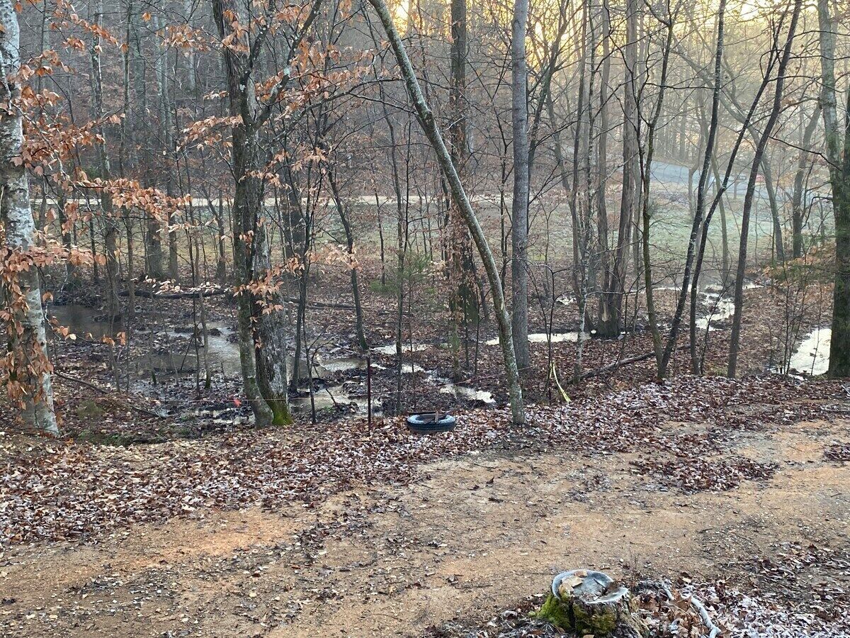 A forested area with a dirt path and a small body of water.