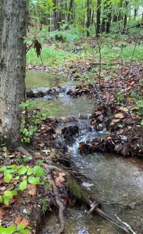 A forest stream with clear water flowing over rocks, surrounded by fallen leaves and green foliage. - Hollowbranch Hideaway (Lobelville)