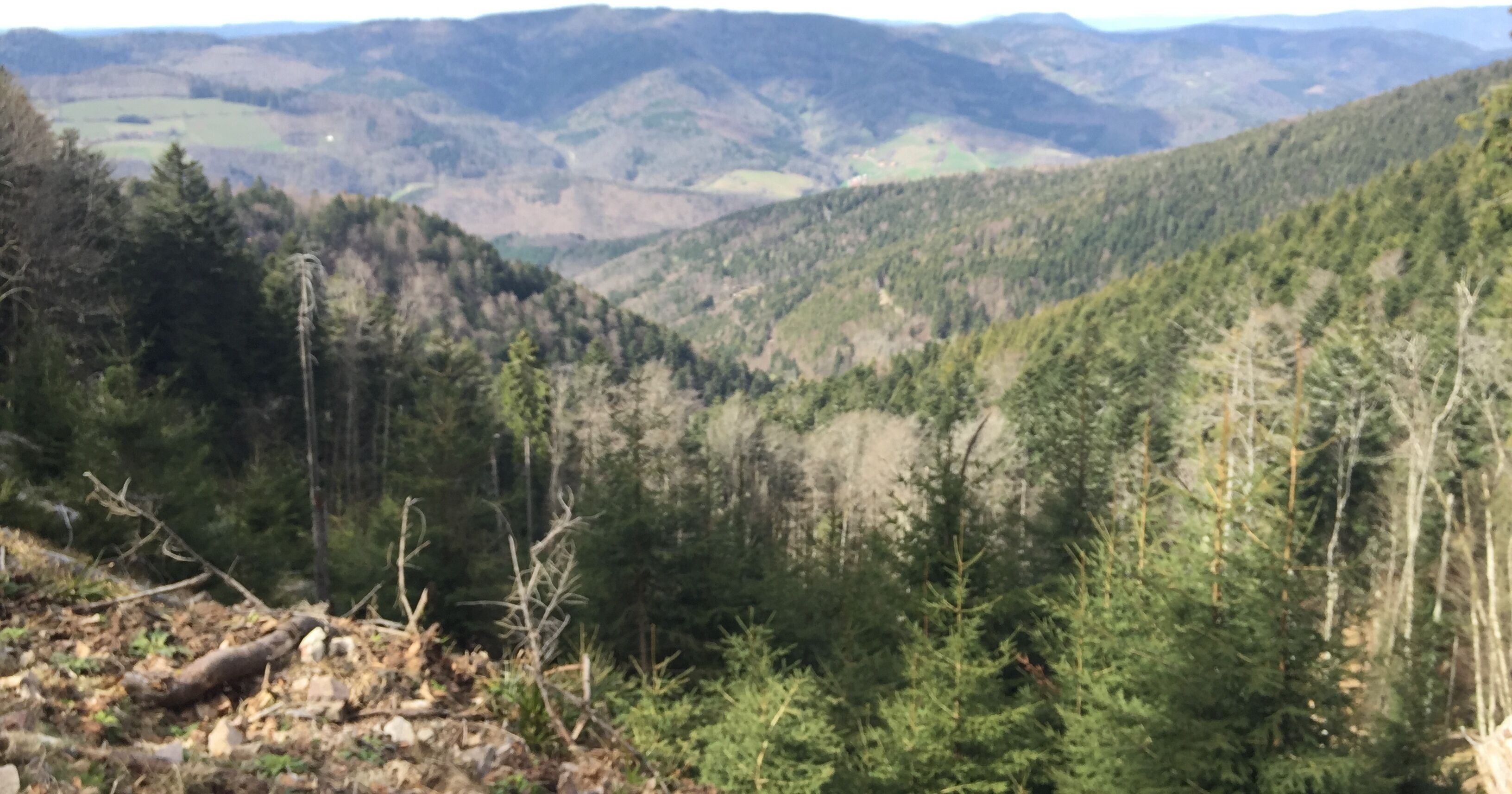 Un paisaje montañoso con denso bosque y un valle.