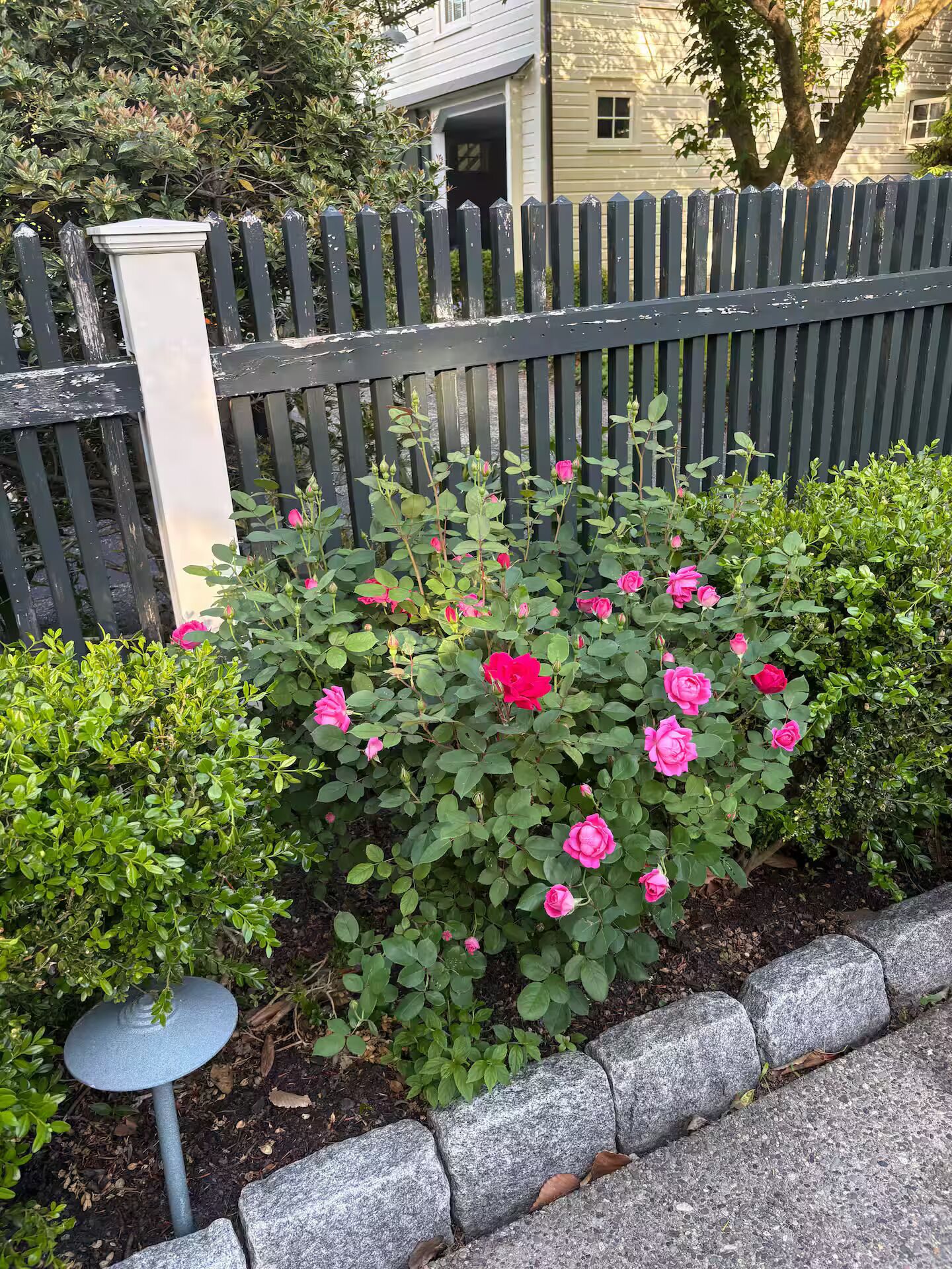 A garden with pink roses, a stone pathway, and a wooden fence.