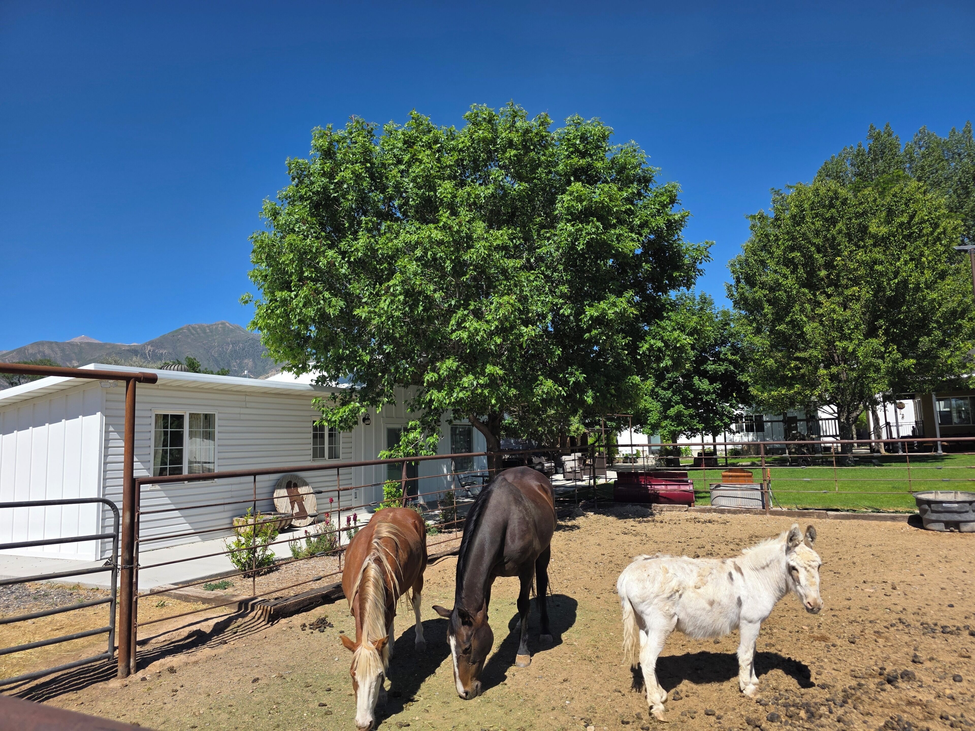 A stable with three horses and a white building in the background.