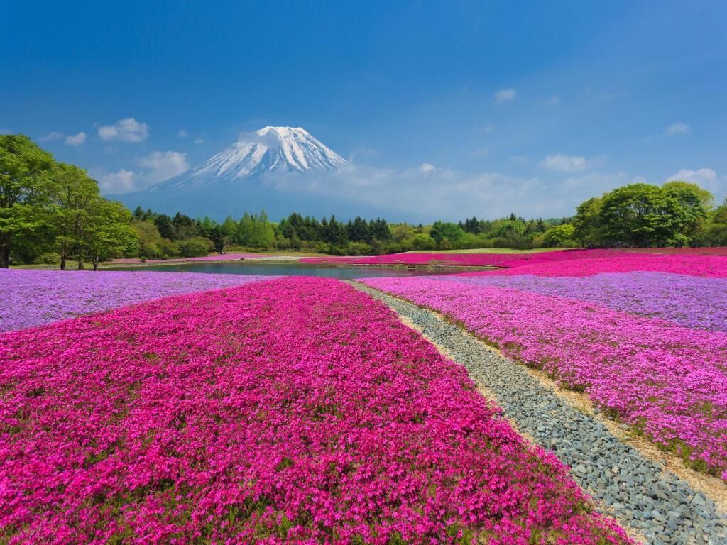 A field of vibrant pink flowers with a mountain in the background.