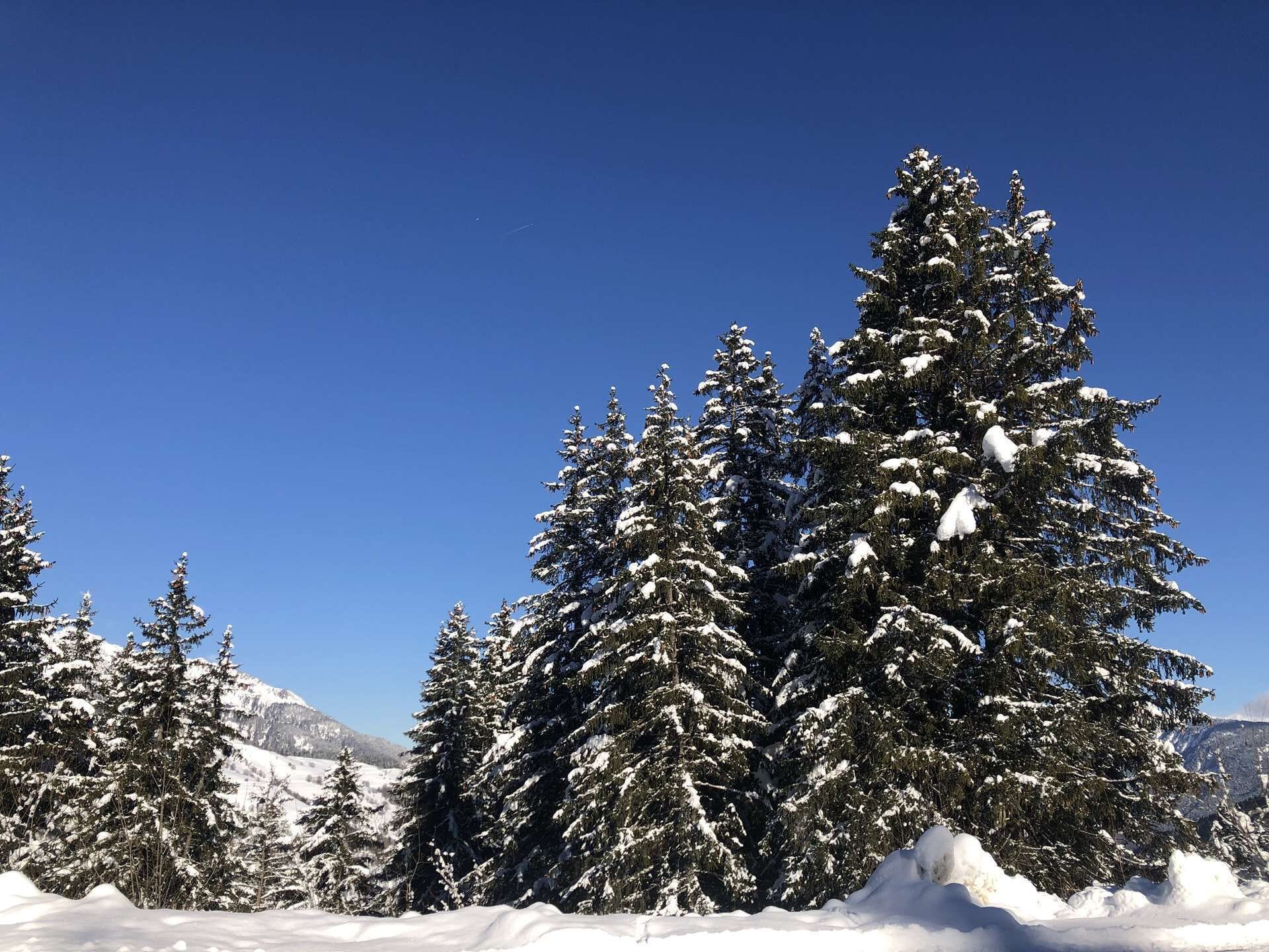 Un paysage enneigé, avec des arbres à feuilles persistantes et un ciel bleu dégagé.