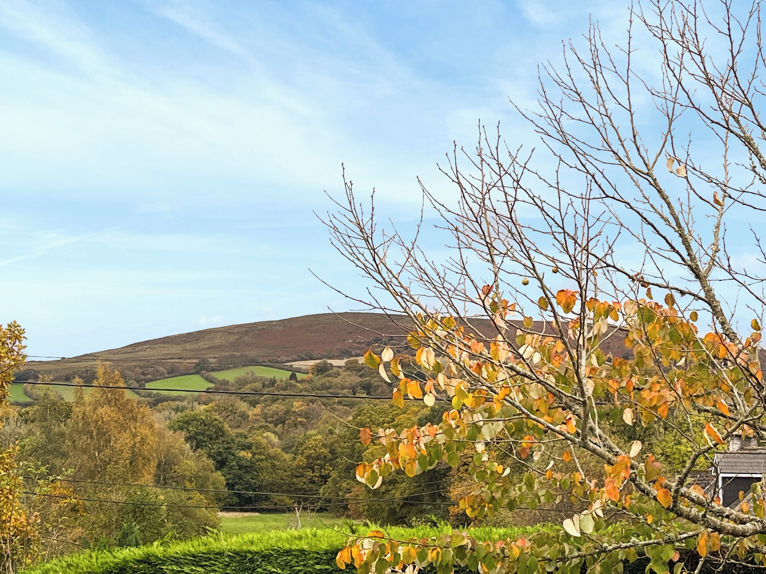Un paysage rural avec une colline en arrière-plan, un arbre aux feuilles d’automne au premier plan et un champ verdoyant.