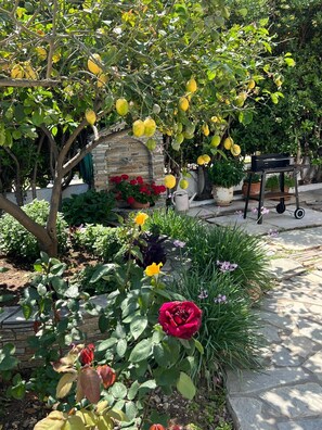 Terrace/patio - Sea front house & garden, Oropos (Oropos)