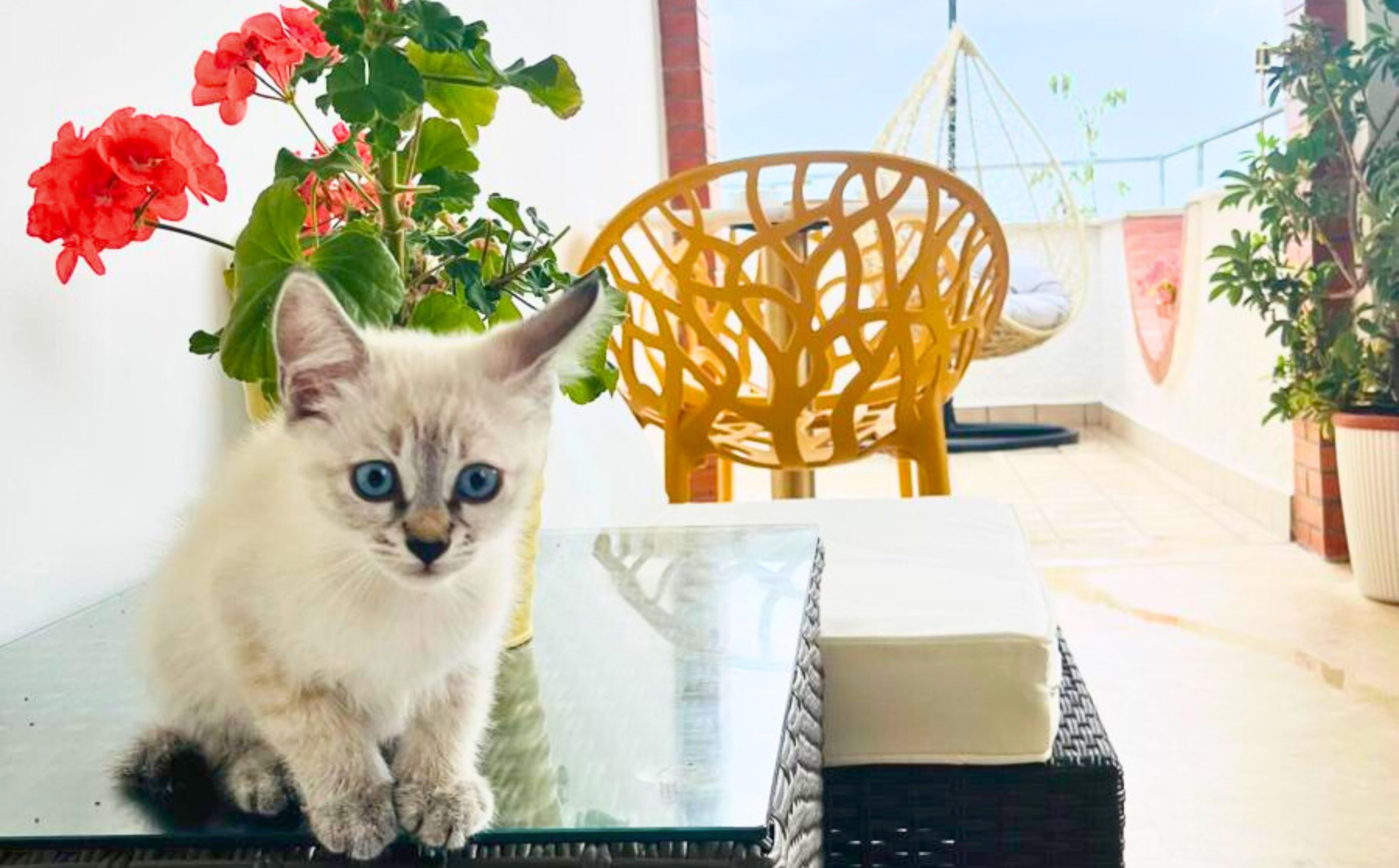 A kitten sitting on a glass table with a chair and a potted plant in the background.