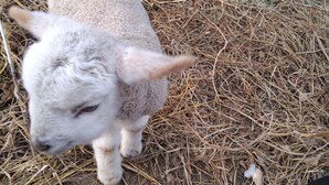 A lamb standing on straw-covered ground.
