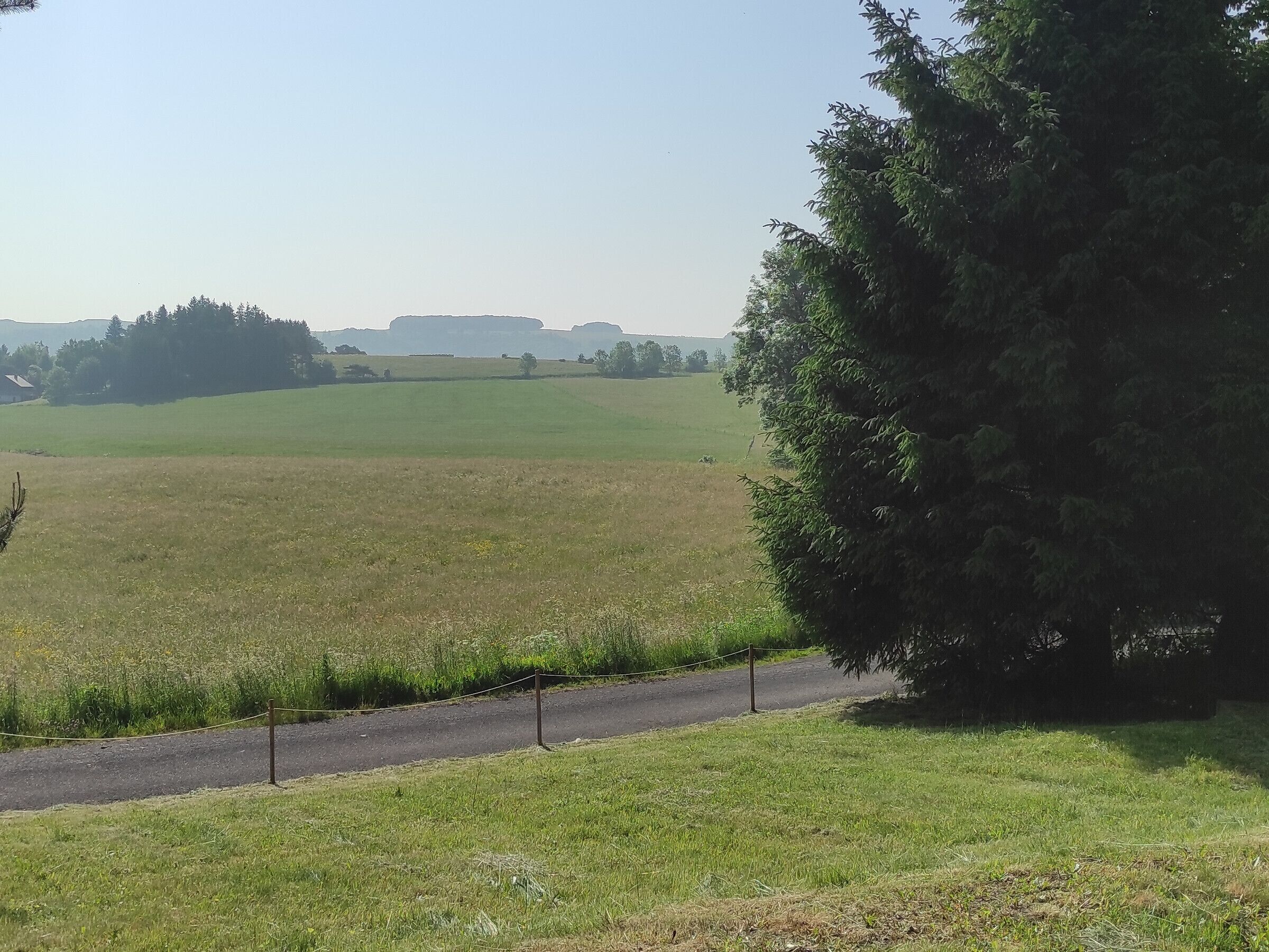 A rural landscape with a grassy field, a road, and a large tree.
