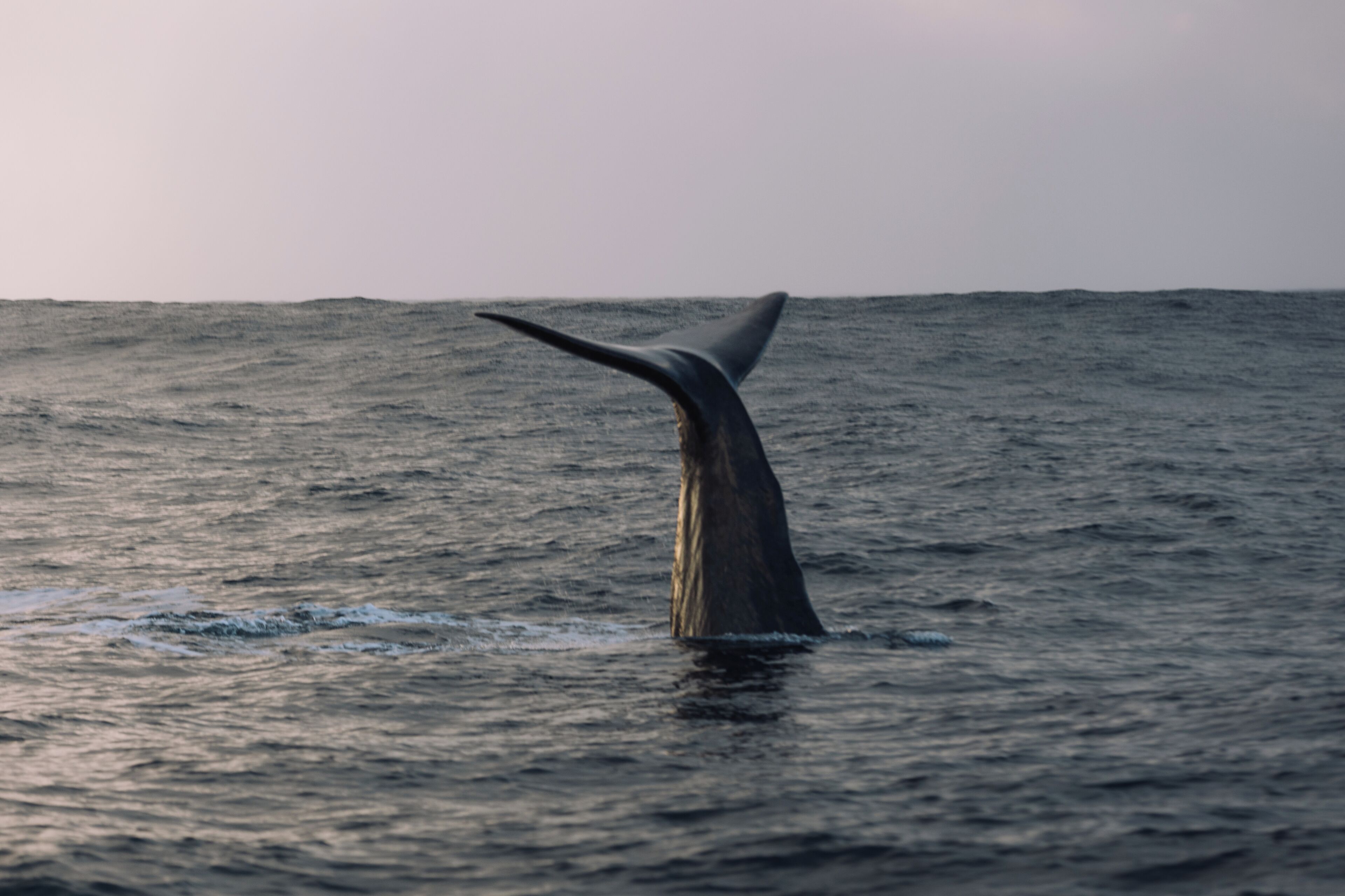 A whale's tail emerging from the ocean.