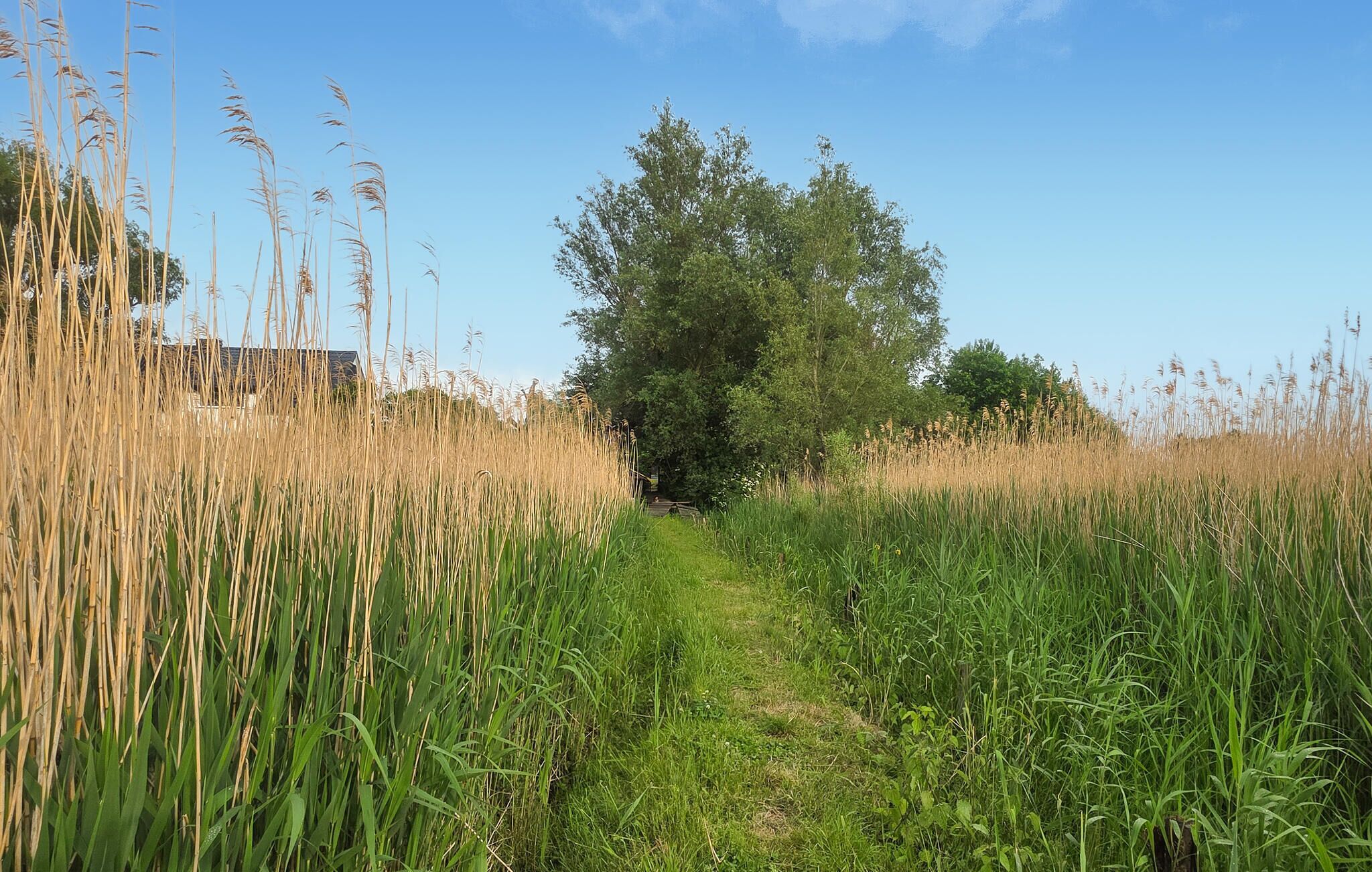 Een pad door hoog gras dat naar een boom leidt.
