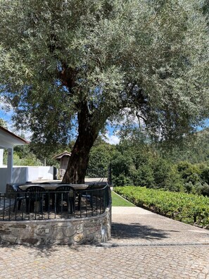 A stone patio with a table and chairs, a large tree, and a vineyard in the background. - Quinta da Vinha Velha · Villa with private pool & views in Minho (Viana do Castelo)