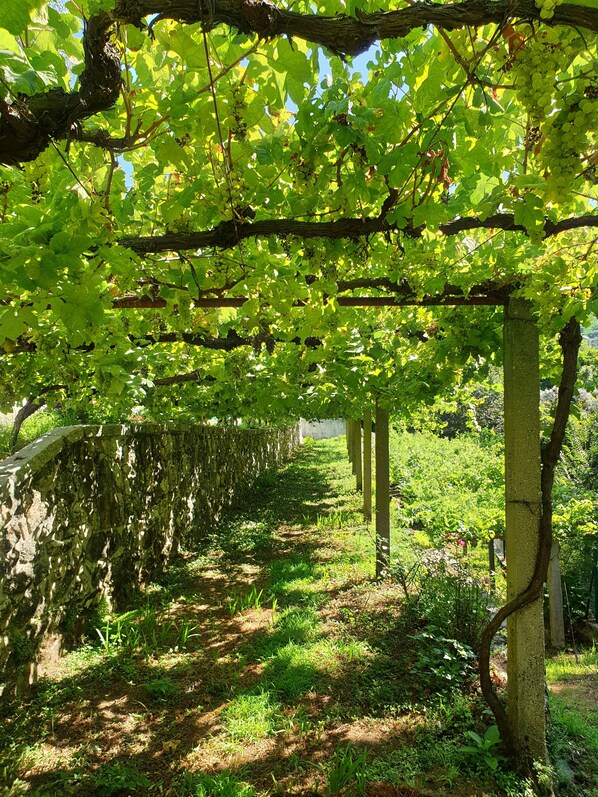 A vineyard with rows of grapevines supported by trellises. - Quinta da Vinha Velha · Villa with private pool & views in Minho (Viana do Castelo)