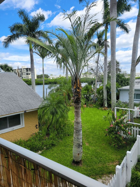 A residential area with a grassy lawn, palm trees, and a white picket fence.