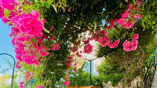 A stone staircase leading up to a wooden bench under a flowering vine. - Peaceful Studio by the Beach in Bodrum (Muğla)