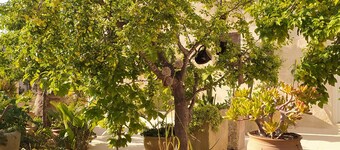 Historic home with a breathtaking garden in the heart of Salento