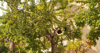 Historic home with a breathtaking garden in the heart of Salento