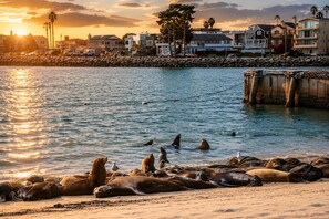Beach nearby - Walk To Beach, Surfing, Mins 2 Restaurants & Shops (Oxnard)