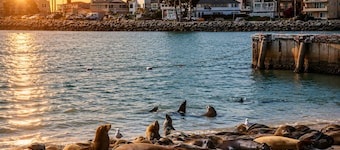 Walk To Beach, Surfing, Mins 2 Restaurants & Shops