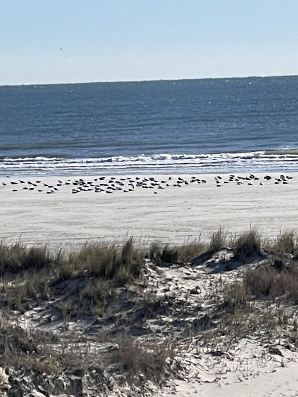 A beach with a large flock of birds on the sand. - Oceanfront condo with private balcony and unobstructed views -Wildwood Crest (Wildwood Crest)