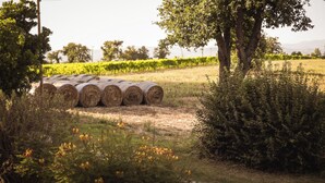 Hay bales in a field with trees and a vineyard in the background.