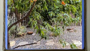 A view through a window of a tree with orange fruits, a wooden fence, and gravel ground. - Lovely 4 Bedroom Adobe Minutes to Plaza & Dog-Friendly (Santa Fe)