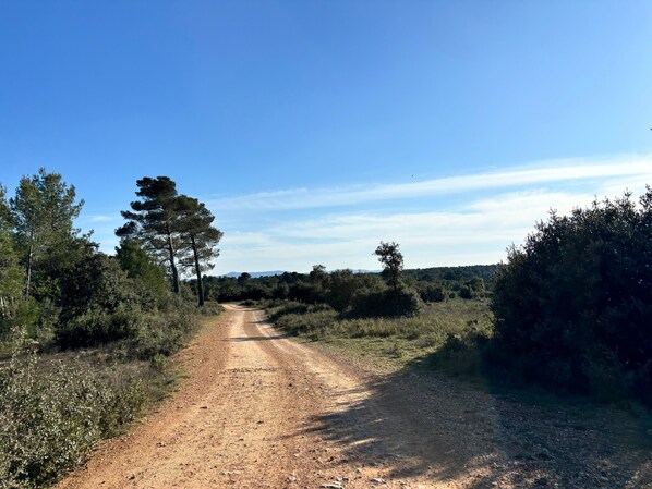 Un sentier de terre serpente à travers un paysage naturel, bordé de chaque côté d’arbres et de buissons.