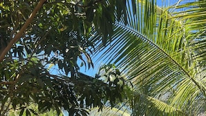A wooden pathway surrounded by lush tropical vegetation and palm trees. - Coco-Cao Glamping (Son My)