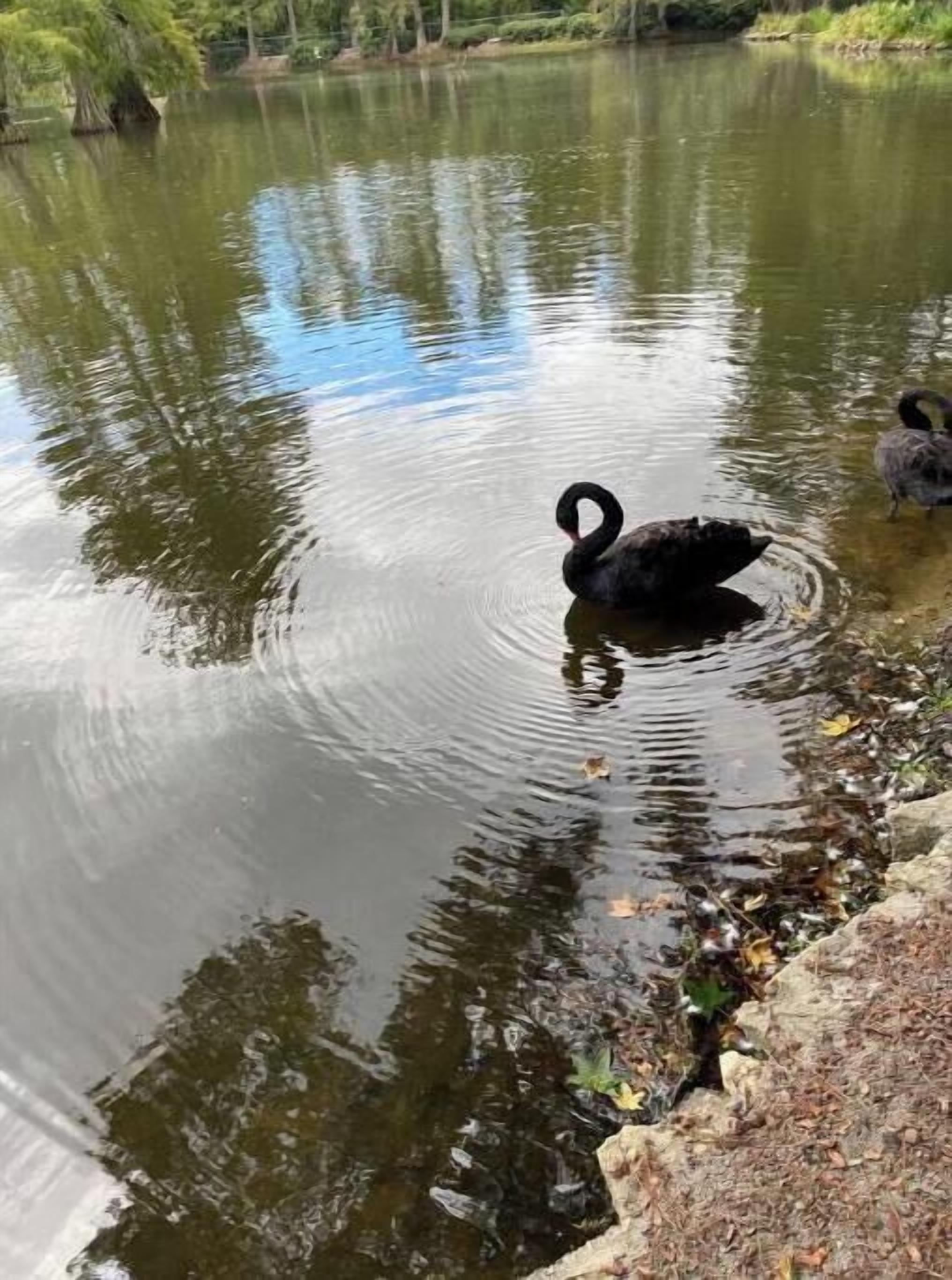 A serene lake with a swan swimming, surrounded by trees and a stone edge.