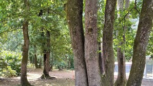 A forested area with tall trees and a ground covered in leaves and moss. - Villa with air-conditioned areas, close to the sea, the forest, the village, and the harbor. (La Tremblade)