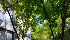 Zona verde bien cuidada con árboles, una valla y un edificio con ventanas amplias.