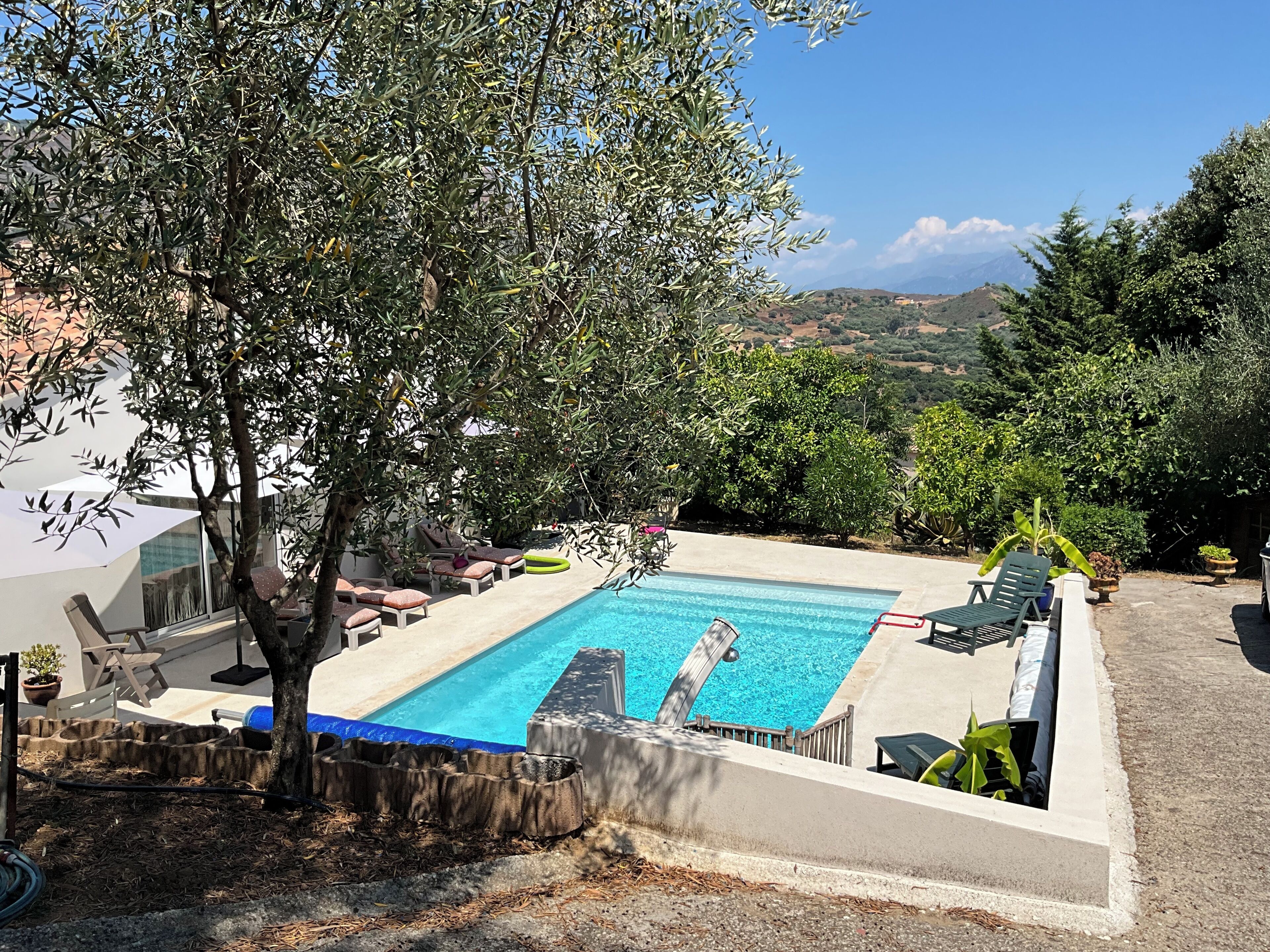 Une piscine rectangulaire bordée de pierres, entourée de chaises longues et d’un arbre.
