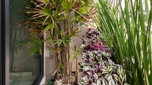 Un balcon agrémenté de plantes en pot et offrant une vue sur le panorama urbain.