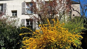 A white building with multiple windows and a chimney, surrounded by a cobblestone pathway and yellow flowering bushes.